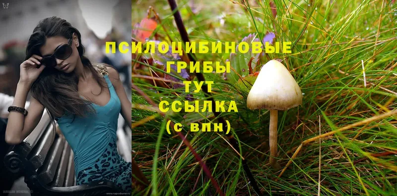 площадка наркотические препараты  наркота  Демидов  Псилоцибиновые грибы Cubensis 